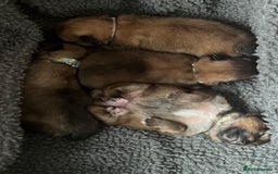 Pomeranian dogs for sale: Gorgeous Pomeranian Puppies, 2 Boys and Two Girls - Image 20