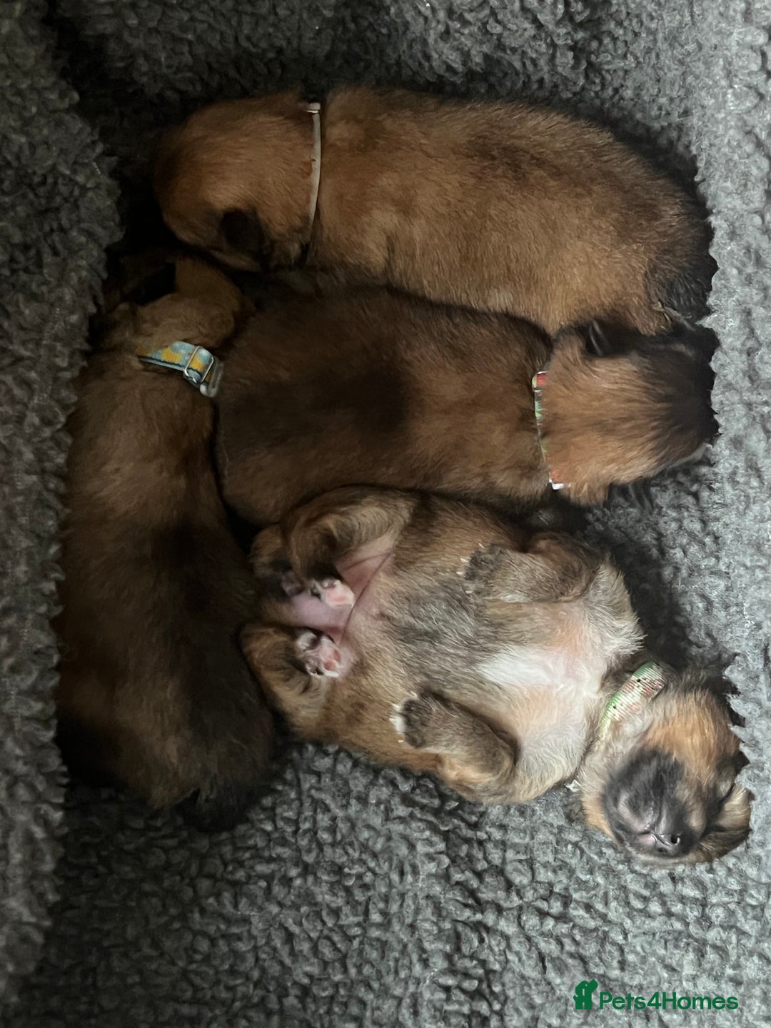 Pomeranian dogs for sale: Gorgeous Pomeranian Puppies, 2 Boys and Two Girls - Image 20