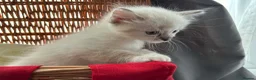 Ragdoll cats for sale: Luxury Blue Point Mitted Ragdoll Kittens - Advert 7