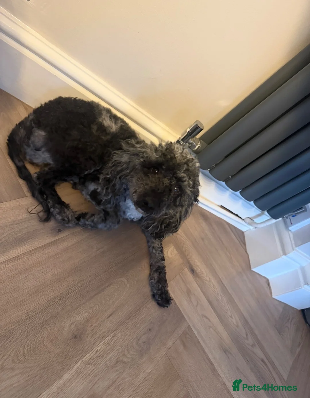 Miniature Poodle dogs for sale: Miniature Poodle Tess - Looking for forever home in Wirral - Advert 2