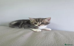 British Shorthair cats for sale: Cutie and cozy kittens are ready to join your home - Image 8