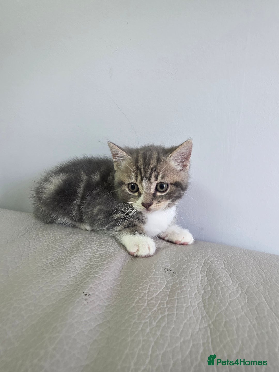 British Shorthair cats for sale: Cutie and cozy kittens are ready to join your home - Image 8
