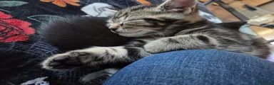 Mixed Breed Kitten 1