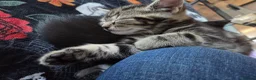 Mixed Breed cats for sale: 3 beautiful kittens for sale - Advert 3
