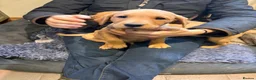 Labrador Retriever dogs for sale: 3 Beautiful Fox Red Labrador Boy Puppies for Sale in Edenbridge - Advert 9