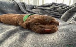 Labrador Retriever dogs for sale: Beautiful Chocolate Labrador Puppies - Image 4