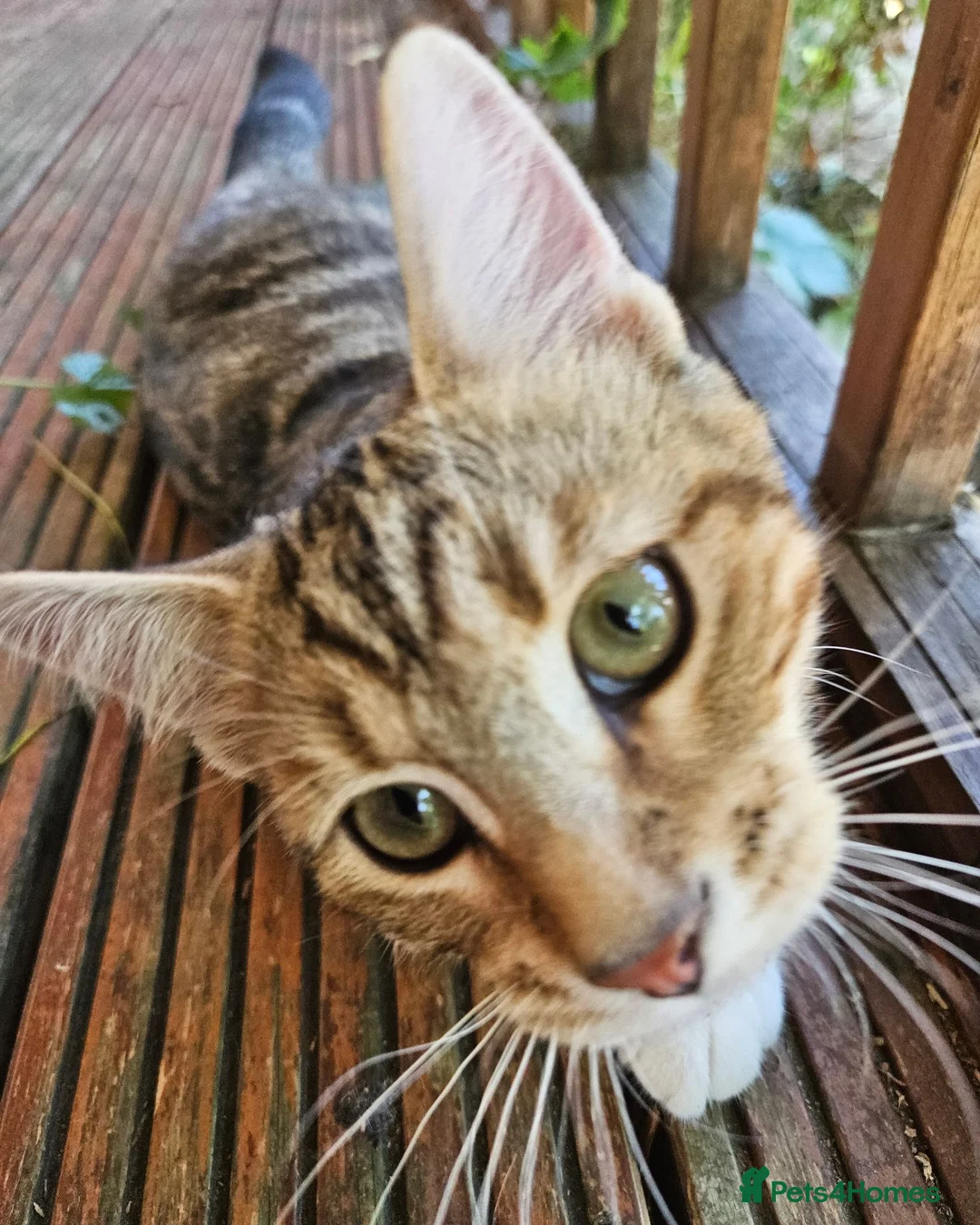 Siberian cats for sale: Stunning half Siberian kittens ready to be rehome. - Advert 2