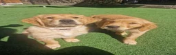Golden Retriever dogs for sale: Stunning dark golden retriever puppies for sale - Advert 4