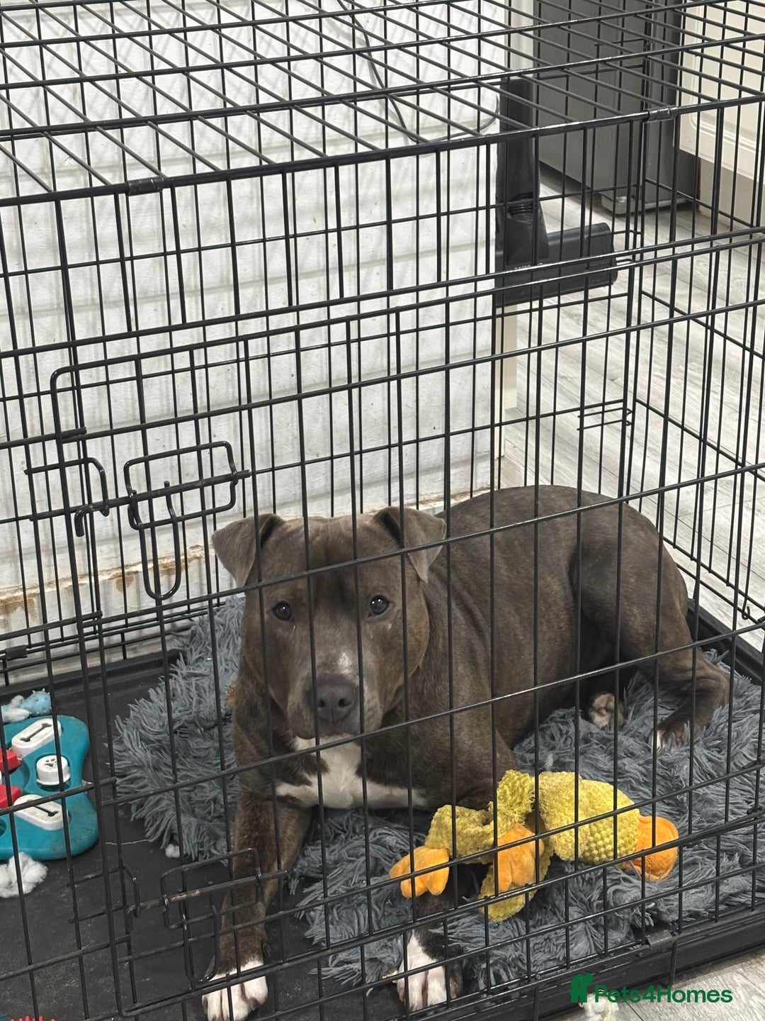 Staffordshire Bull Terrier dogs for sale: Staffy blue/brown for sale  1yr and 4mths - Advert 7