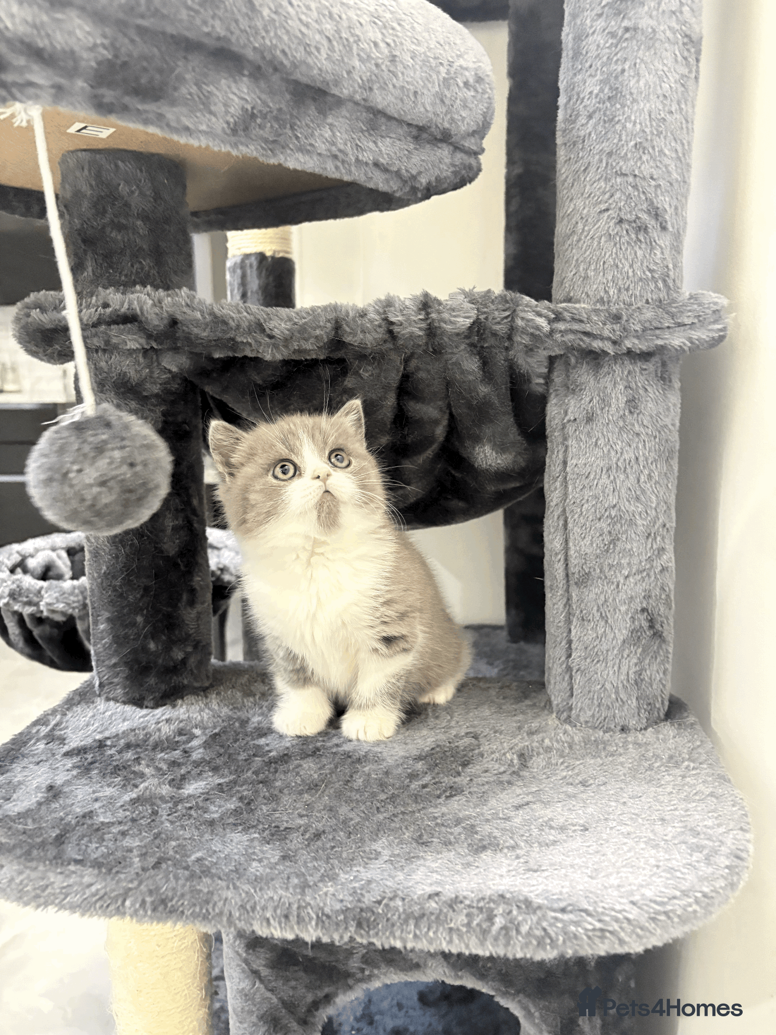 British Shorthair cats ❤️Beautiful British Shorthair❤️ - Advert 1