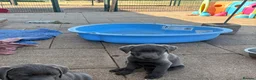Labrador Retriever dogs for sale: Gorgeous KC Silver & Charcoal Labrador Pups - Advert 13