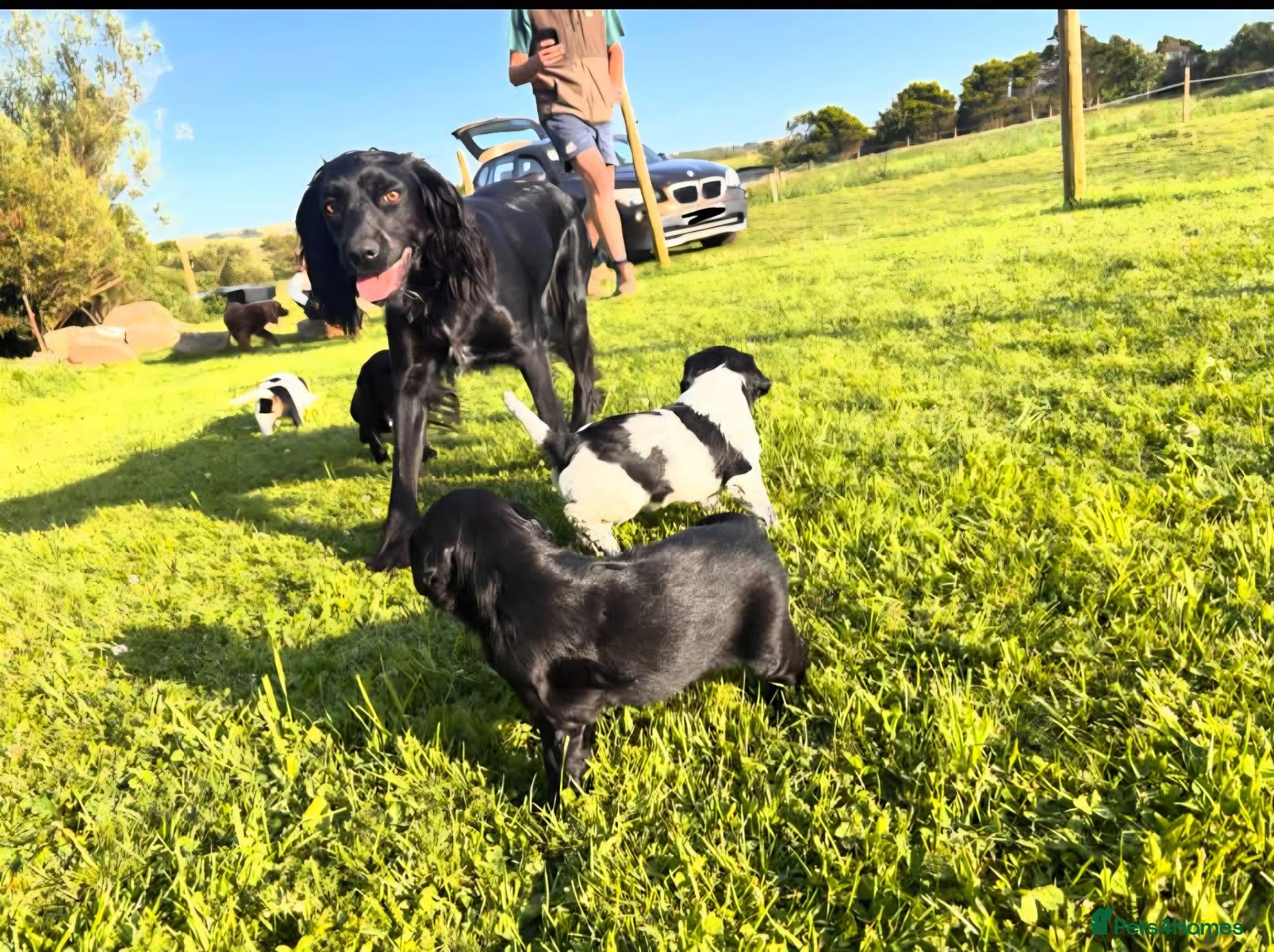 Sprocker dogs for sale: 5 Month Old Sprocker Spaniel Male. - Advert 8