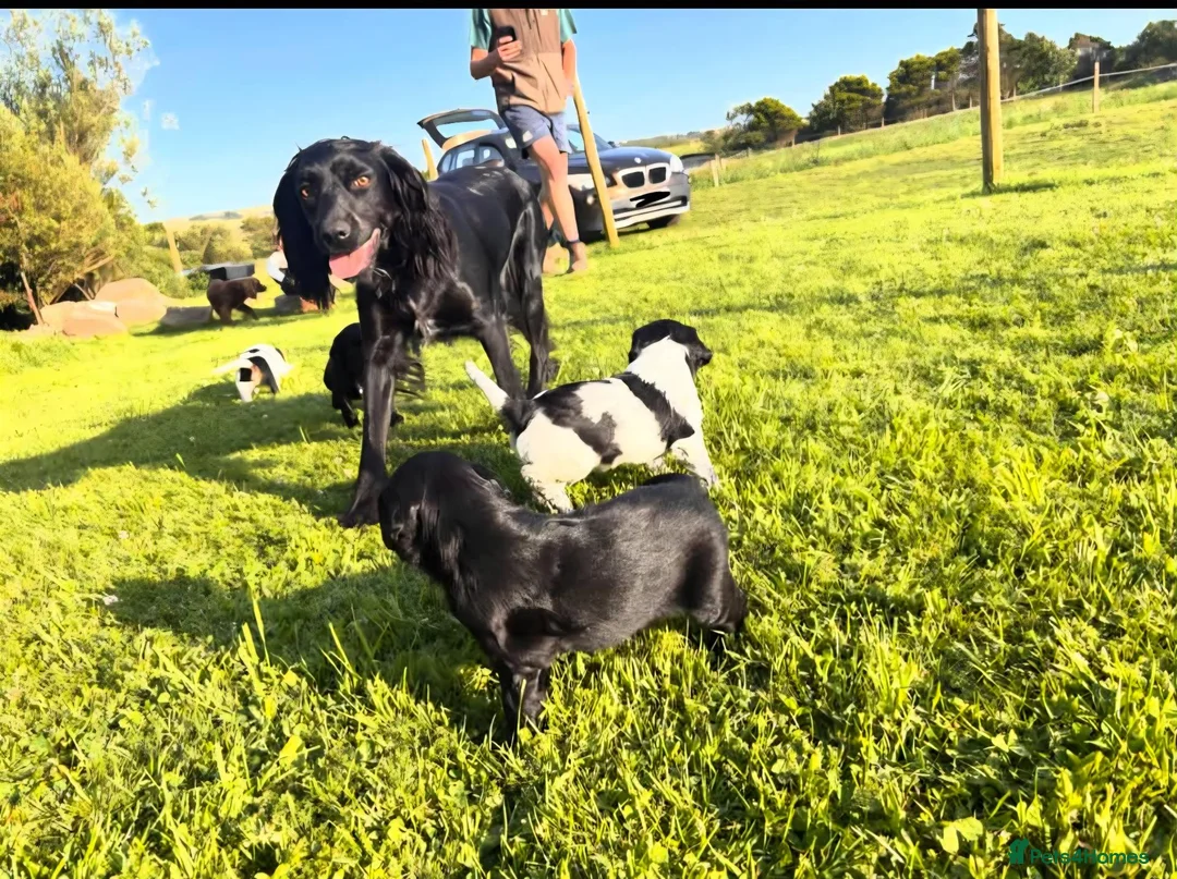 Sprocker dogs for sale: 5 Month Old Sprocker Spaniel Male. in Camborne - Advert 1