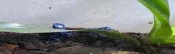 Frog reptiles for sale: Dendrobates Tinctorius Azureus Froglets 3+ OOW - Advert 7