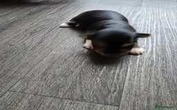 Morkie dogs for sale: Morkie puppies for sale - Image 16