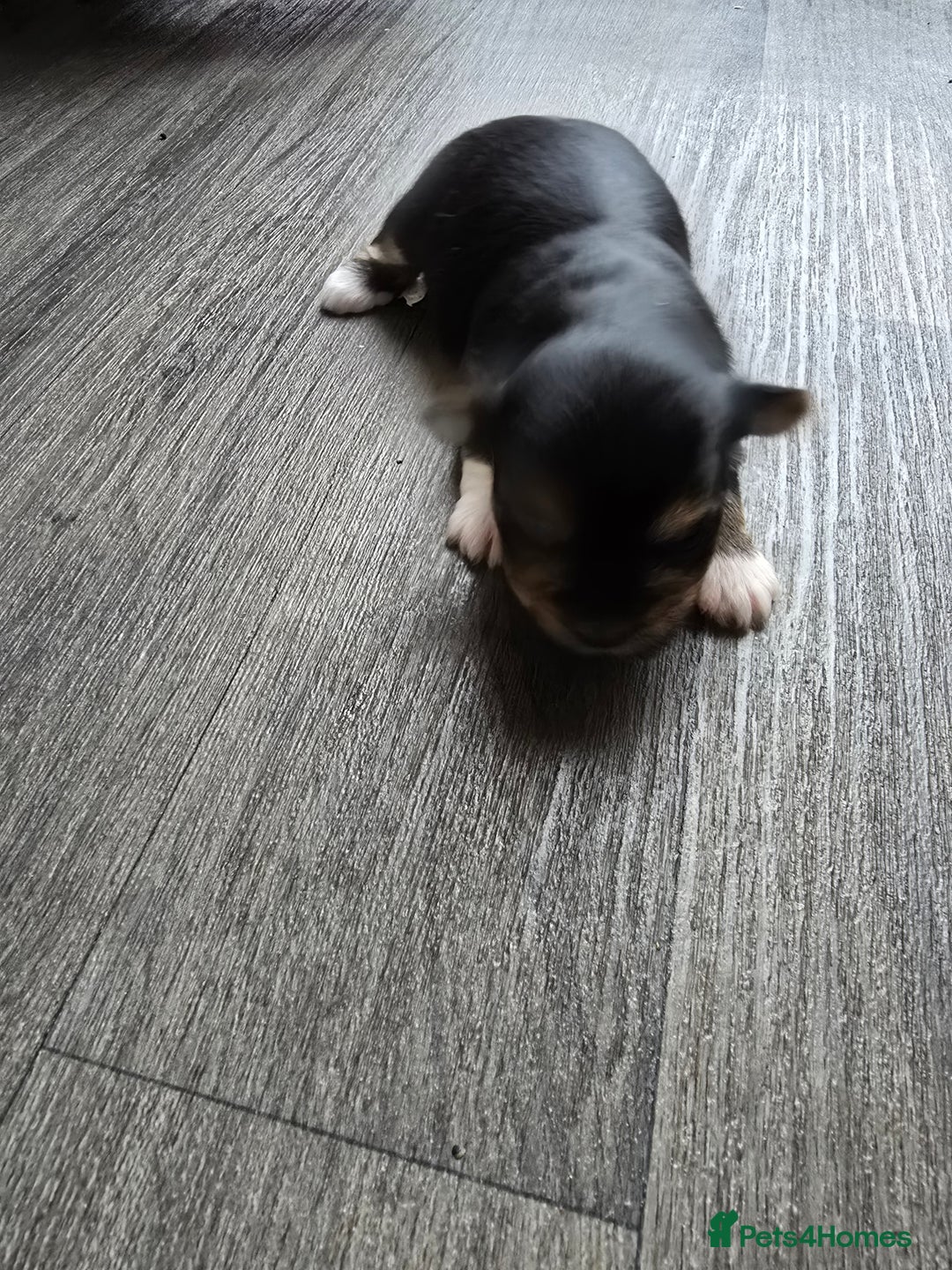 Morkie dogs for sale: Morkie puppies for sale - Image 16