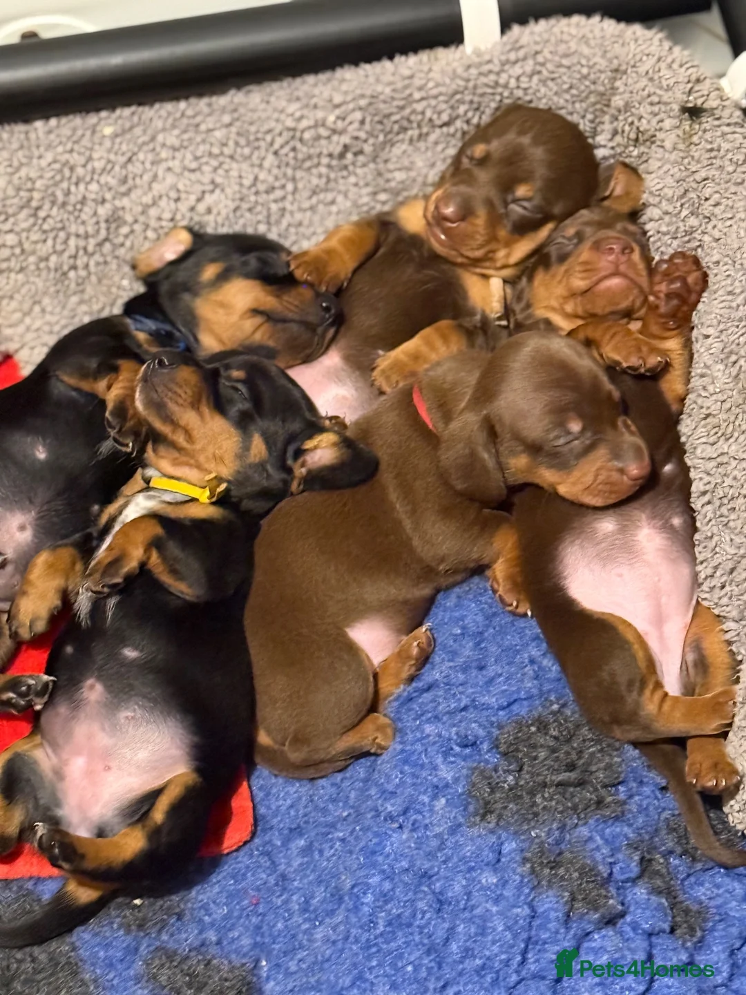 Miniature Dachshund dogs for sale: KC registered miniature shorthaired Dachshunds - Advert 1