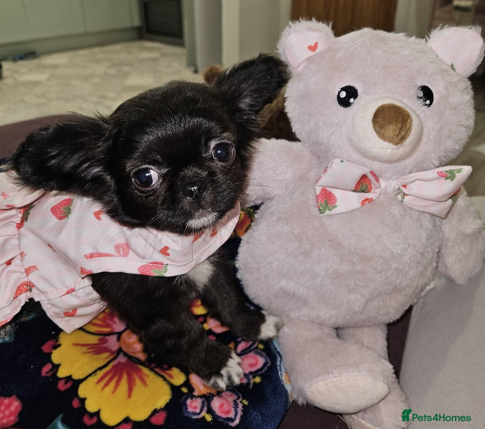 Chihuahua dogs Bow, long haired apple head chihuahua  - Advert 4