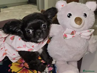 Chihuahua dogs Bow, long haired apple head chihuahua - Advert 4