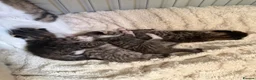 British Shorthair cats for sale: British shorthair mix  - Advert 9
