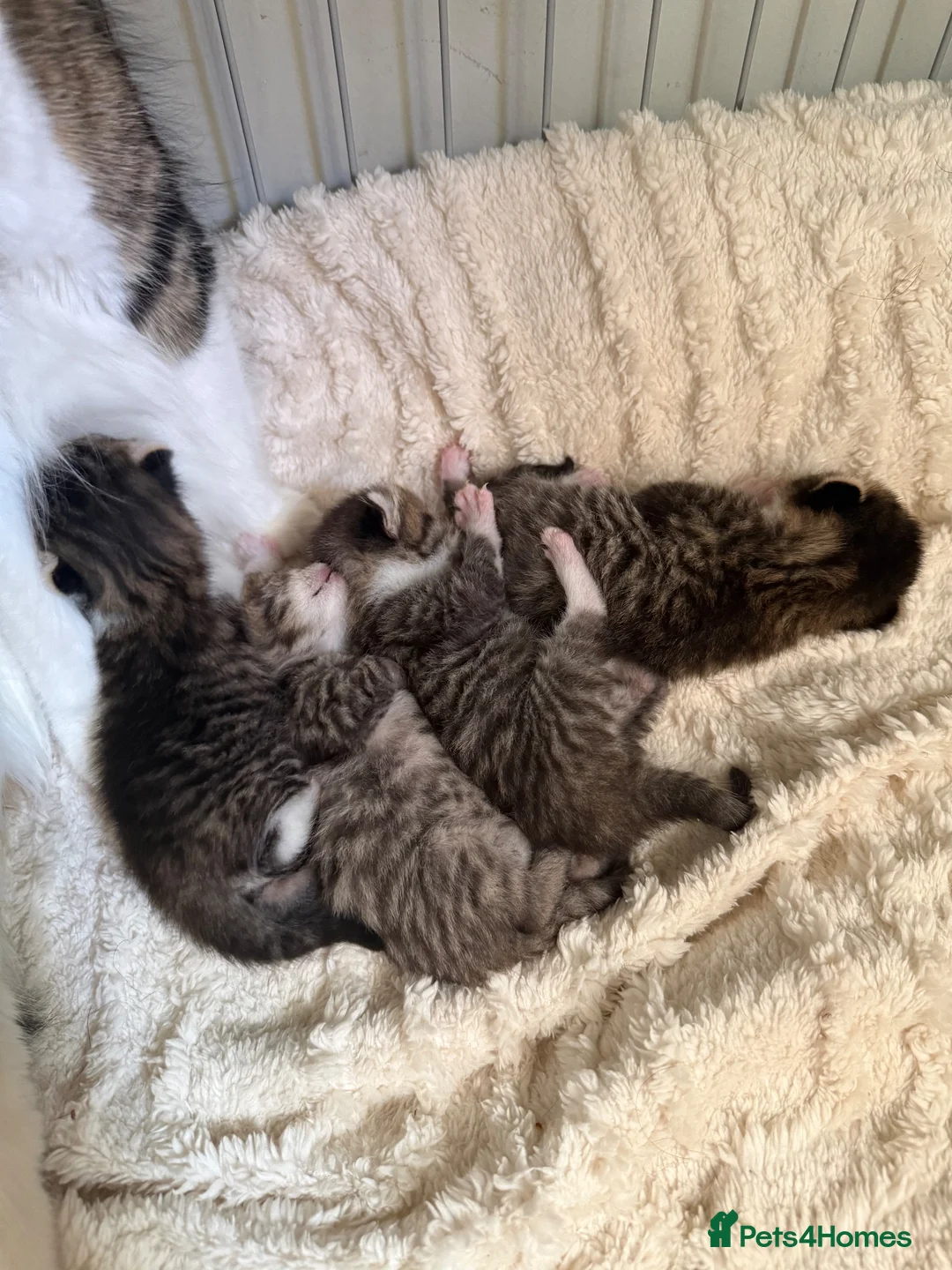 British Shorthair cats for sale: British shorthair mix  - Advert 9
