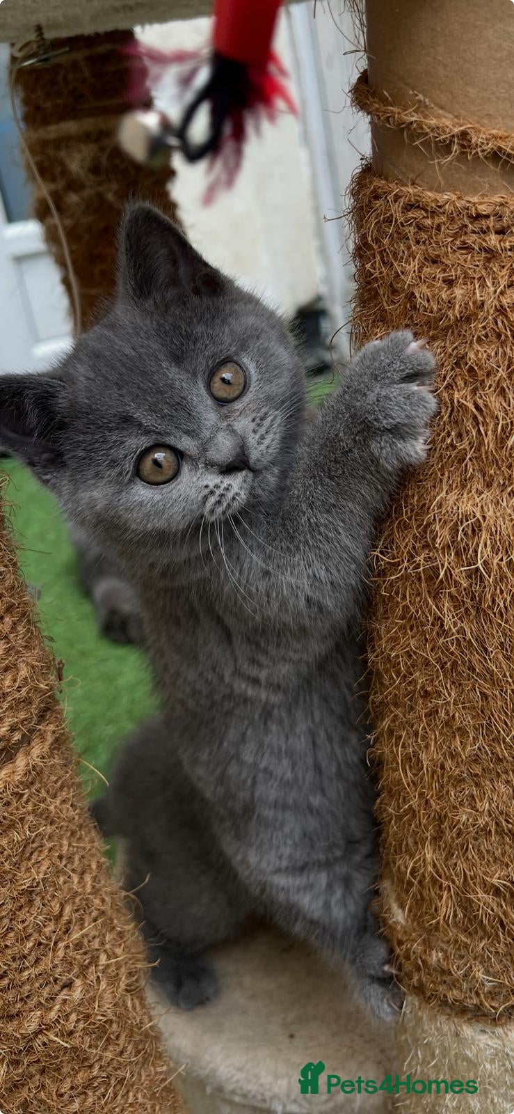 British Shorthair cats for sale: SOLD Only one Purebred Britishshorthair girls  - Advert 3