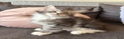 Maine Coon cats for sale: 🐈‍⬛Sweet bundle of Joy TICA register🐈‍⬛ - Advert 21