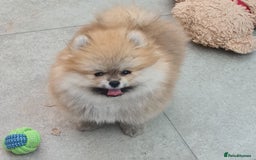 Pomeranian dogs for sale: Stunning Teddy purebreed Russian/Ukrainian poms in Basildon - Image 1