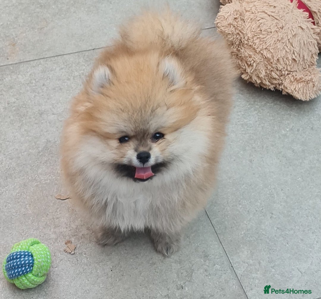 Pomeranian dogs for sale: Stunning Teddy purebreed Russian/Ukrainian poms in Basildon - Image 1