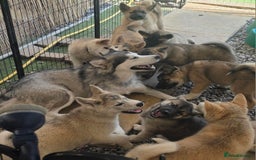 Mixed Breed dogs for sale: Beautiful Malamute x akita puppies  - Image 9