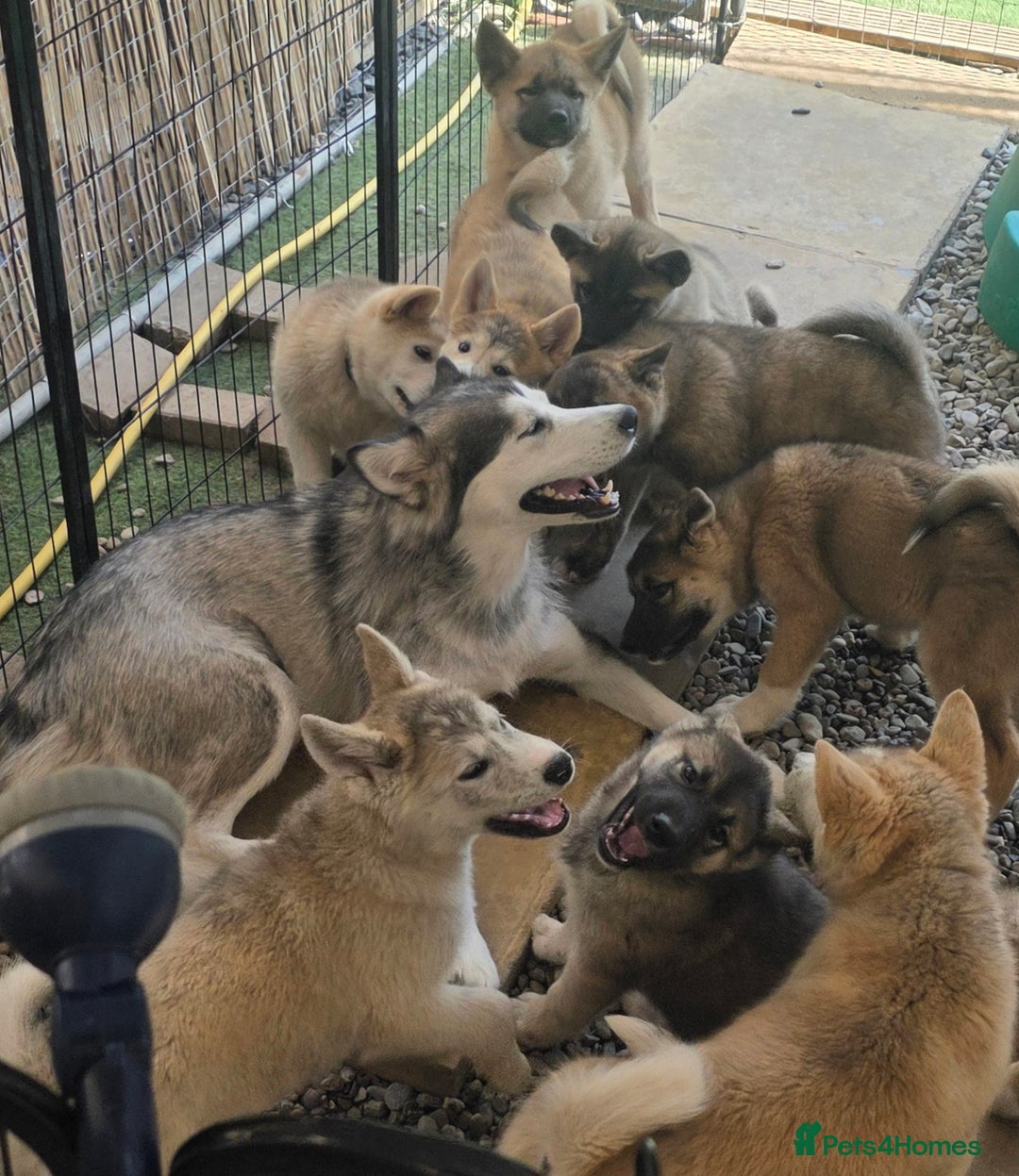 Mixed Breed dogs for sale: Beautiful Malamute x akita puppies  - Image 9