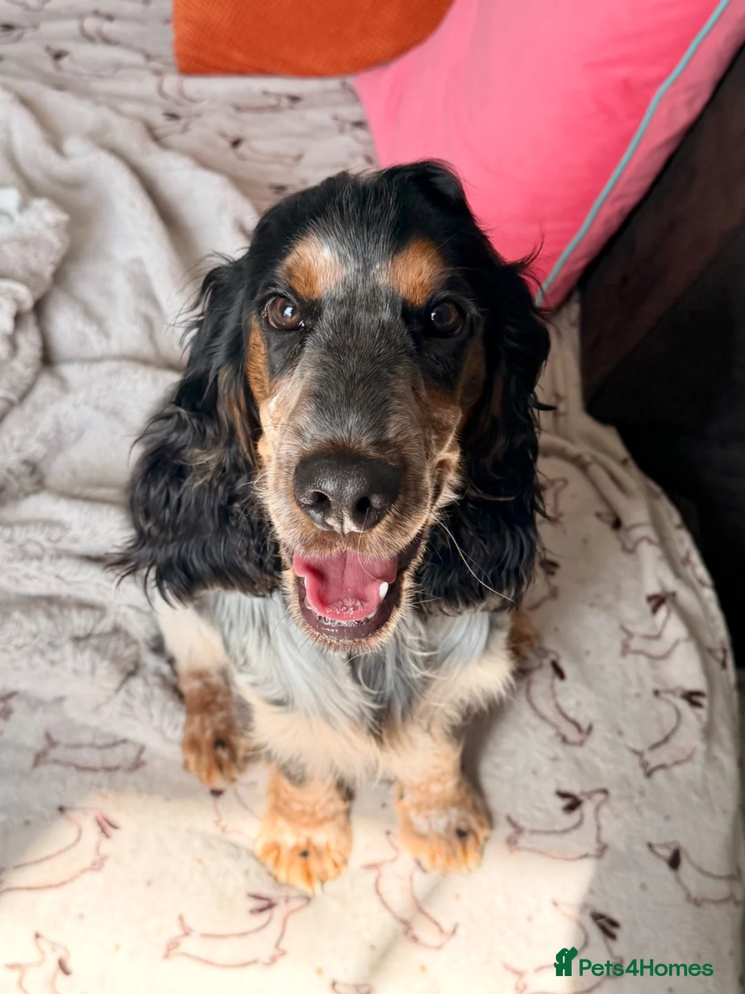 Cocker Spaniel dogs for sale: Kc reg show cocker spaniel girl - Advert 1