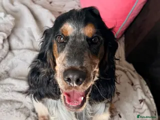 Cocker Spaniel dogs Kc reg show cocker spaniel girl - Advert 3