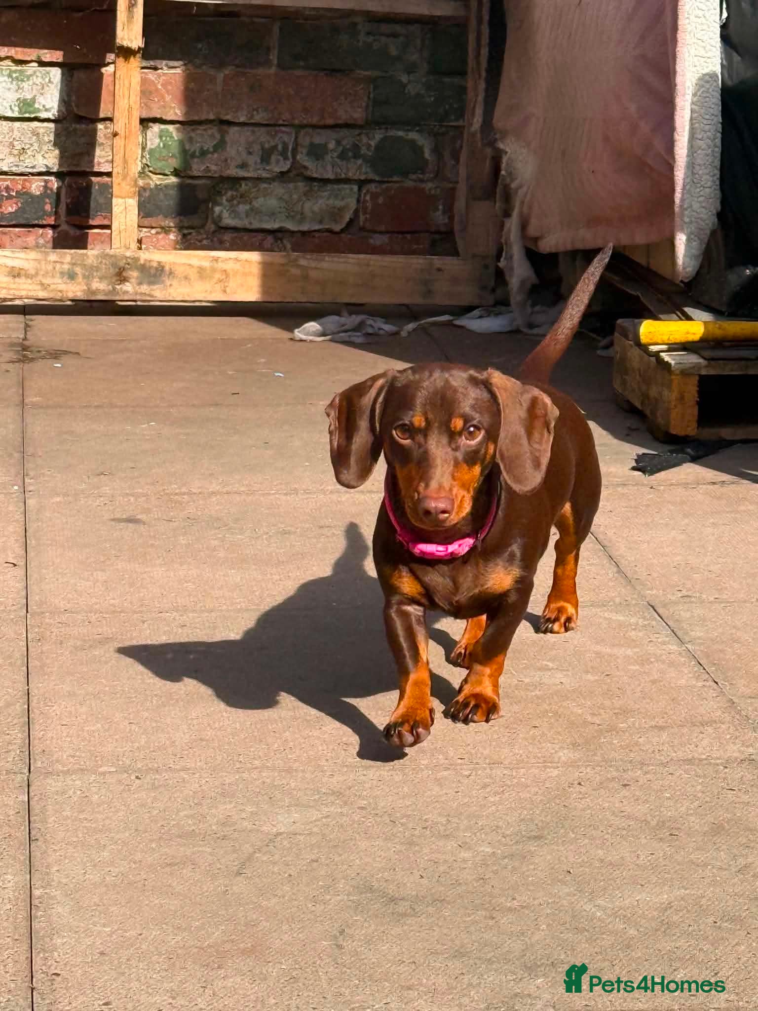 Miniature Dachshund dogs Bell  - Advert 2