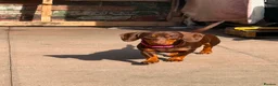 Miniature Dachshund dogs for sale: Bell  in Birmingham - Advert 1