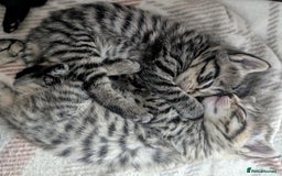 Bengal cats for sale: Cutest Bengal x Ragdoll Kittens - 2 left - Image 1