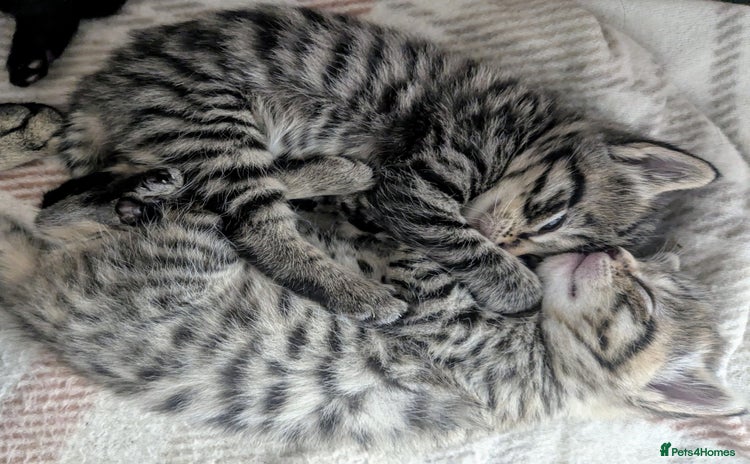 Bengal cats - Advert 16