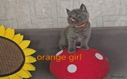 British Shorthair cats for sale: British Blue Shorthair kittens, GCCF pedigree - Image 21