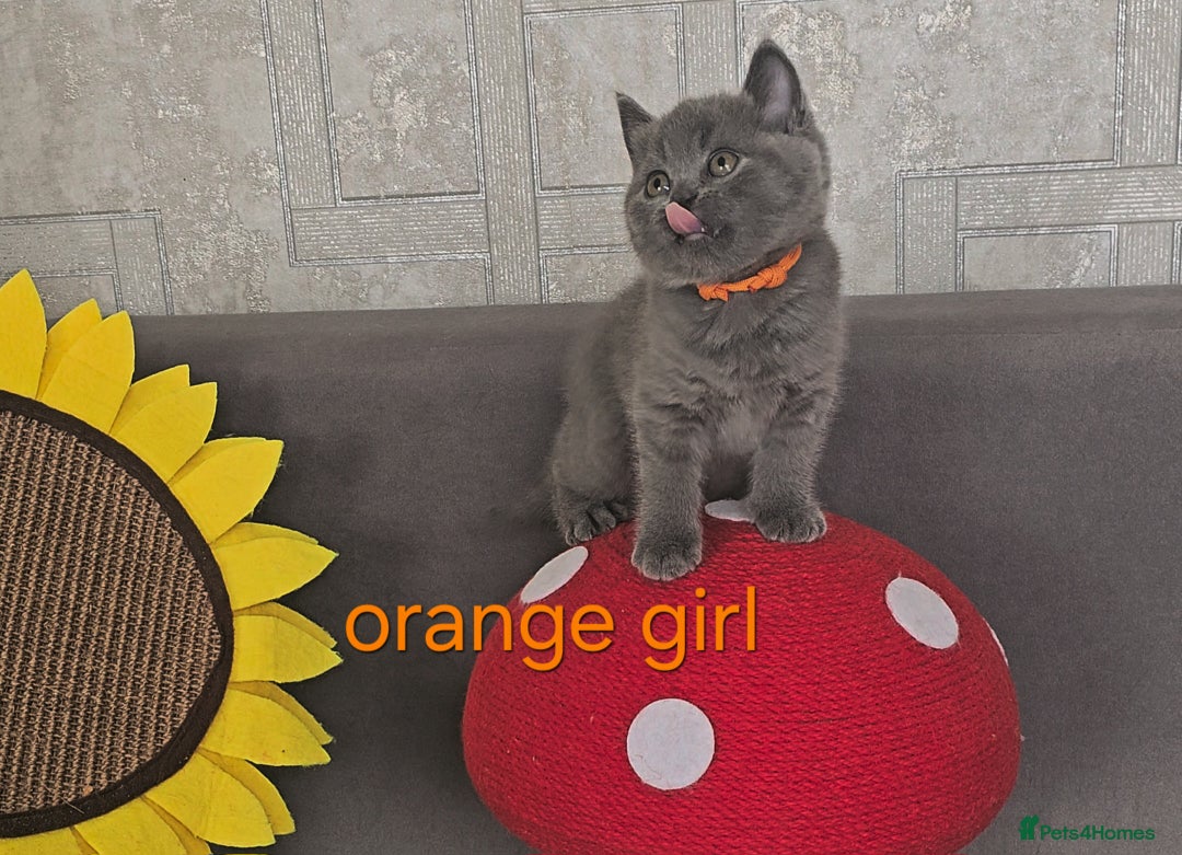 British Shorthair cats for sale: British Blue Shorthair kittens, GCCF pedigree - Image 21