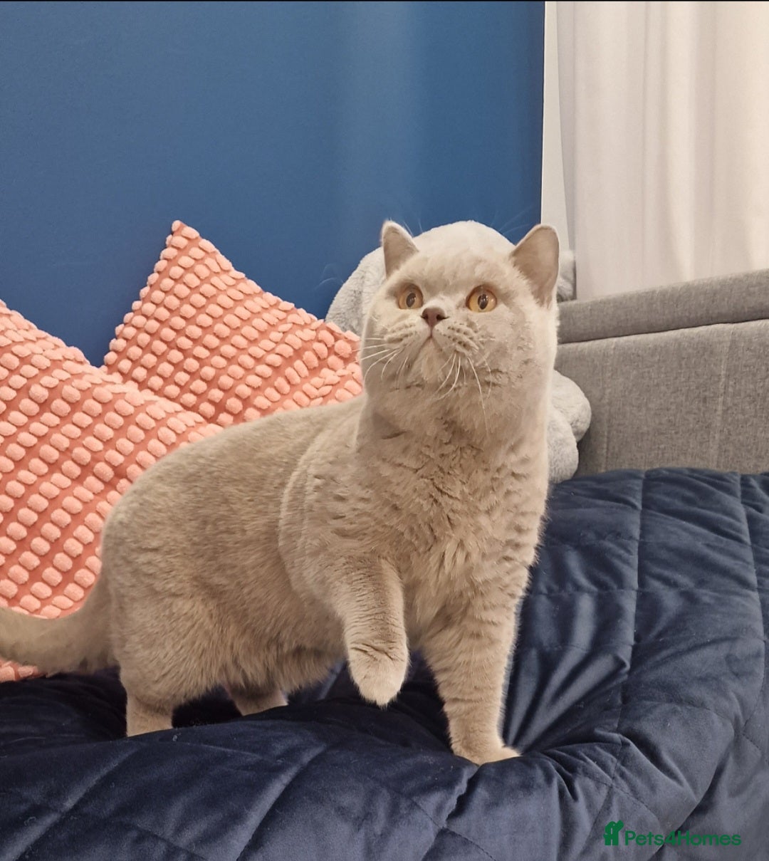 British Shorthair cats for stud: Amasing British Shorthair Lilac for stud - Image 1