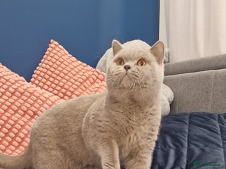 British Shorthair cats Amasing British Shorthair Lilac for stud - Advert 2