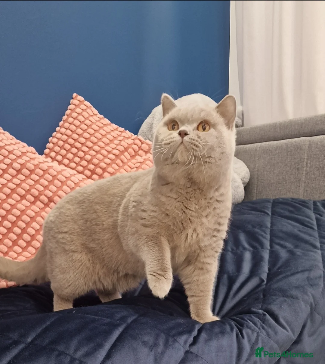 British Shorthair cats for stud: 🌟Exclusive Import ⭐World-Class Type🌟 - Advert 4