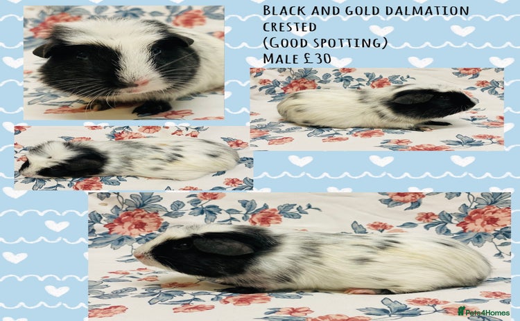 Guinea Pig rodents - Advert 5
