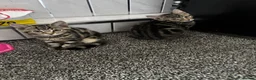 Mixed Breed cats for sale: 2 beautiful tabby kittens  - Advert 6