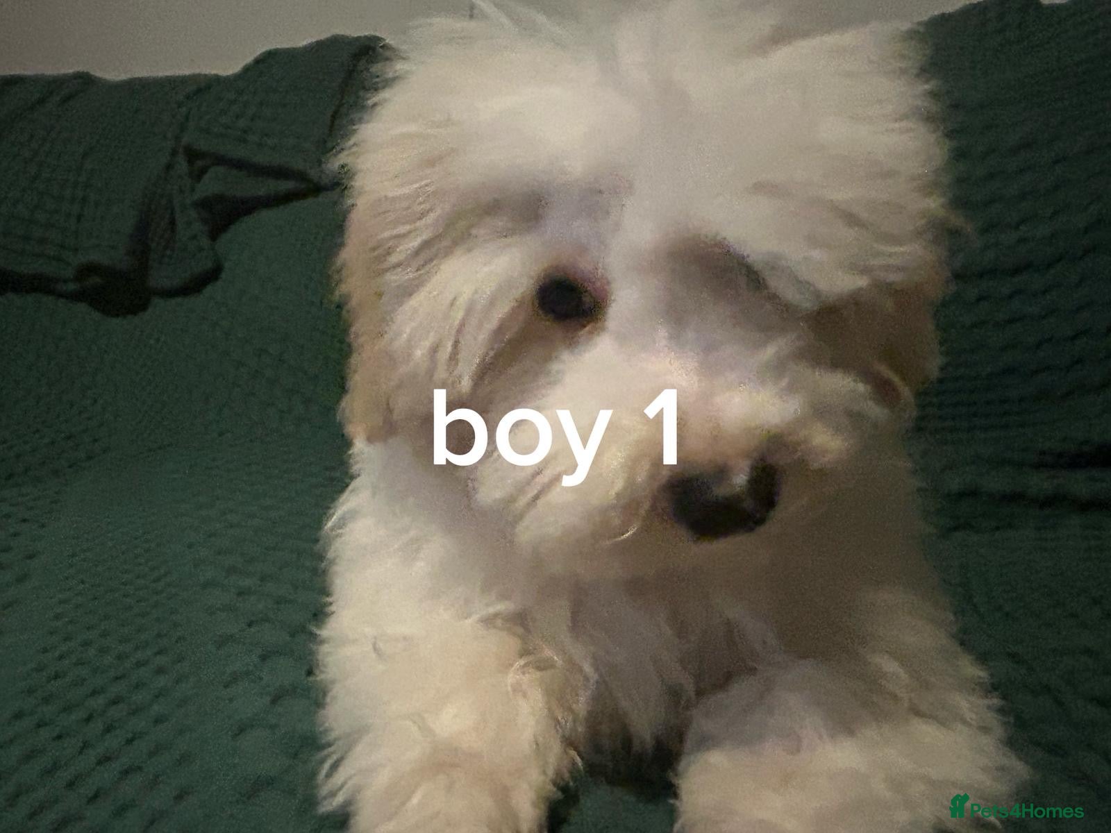 Pomapoo dogs Pomapoo puppy’s 6 months old - Advert 1