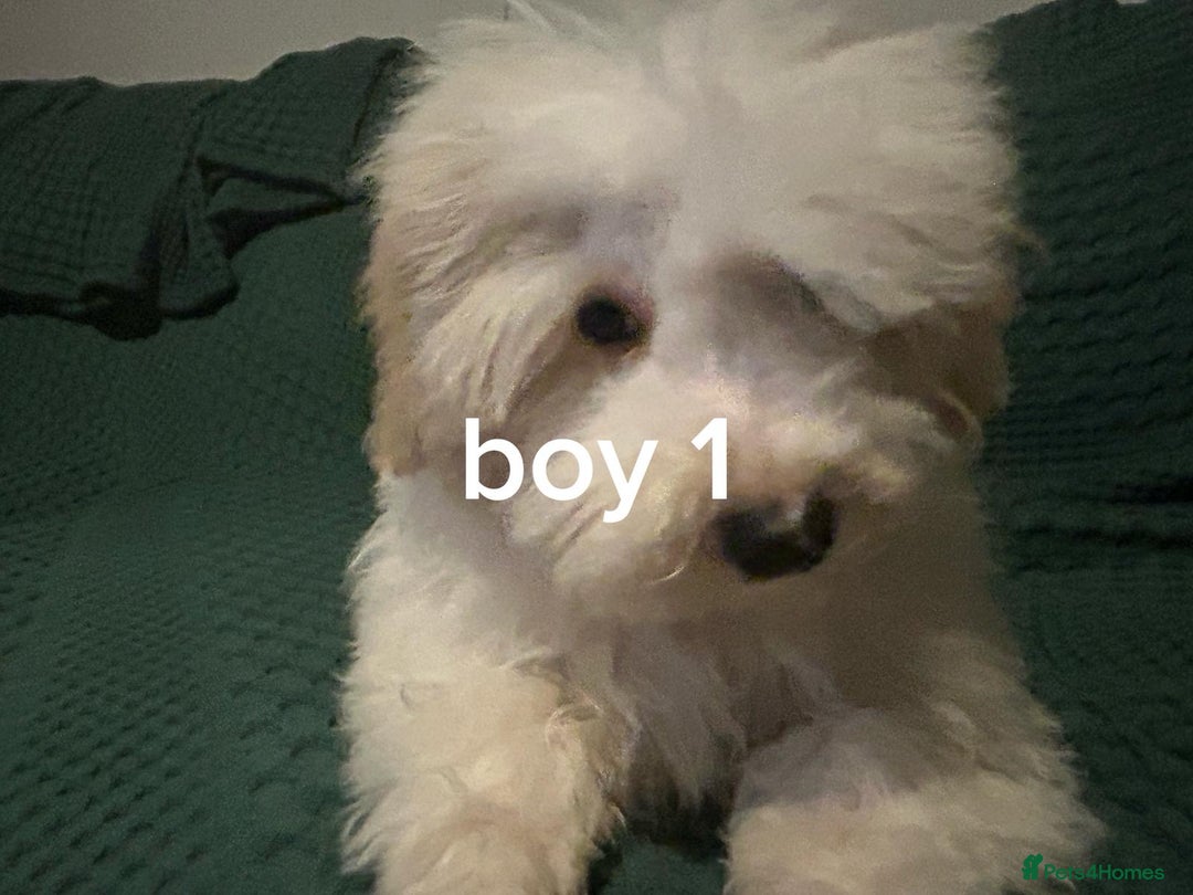 Pomapoo dogs for sale: Pomapoo puppy’s 6 months old - Advert 1