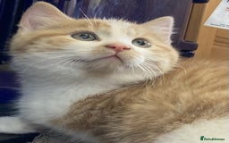 Mixed Breed cats for sale: KITTENS for Sale - Boys and Girls - Advert 1