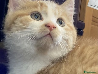 Mixed Breed cats for sale: KITTENS for Sale - Boys and Girls - Advert 1