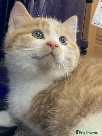 Mixed Breed cats KITTENS for Sale - Boys and Girls - Advert 2