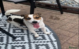 Jack Russell dogs for stud: Jack Russell for stud in Seaham - Image 9